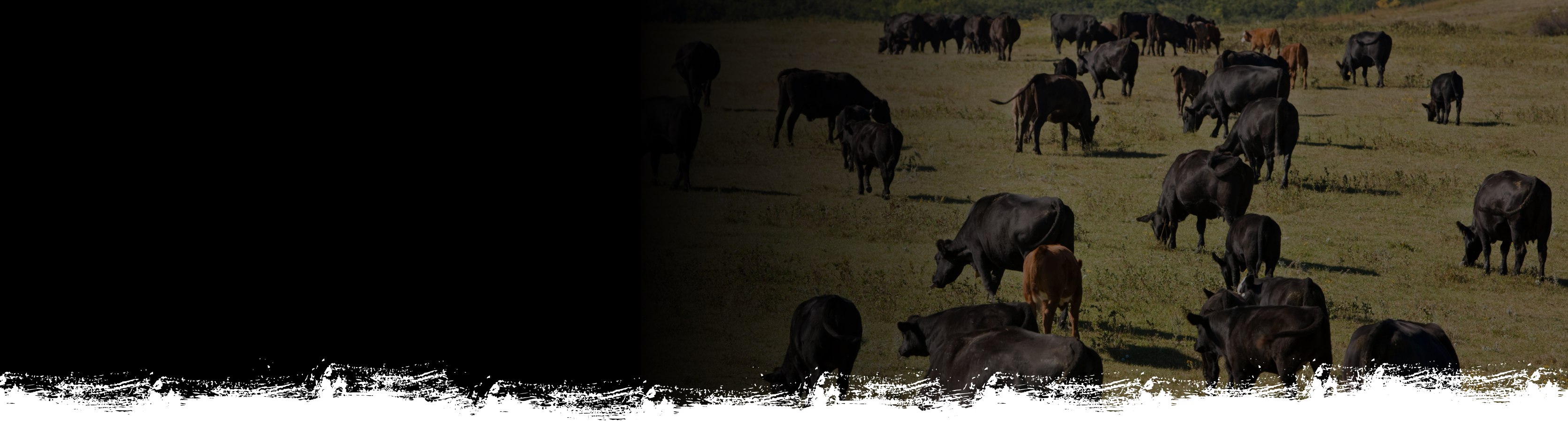 Diamond H Ranch | Mineola, MO – Diamond H Ranch MO